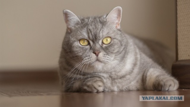 Всех кошатников с Праздником!