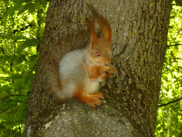 Бесстрашные белки