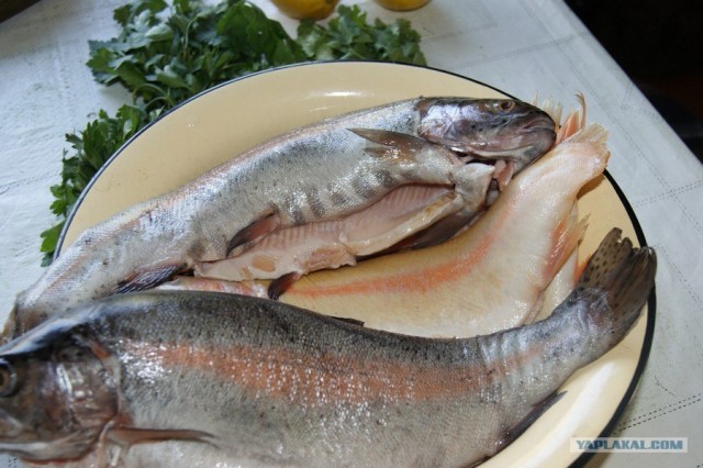 Все из рыбы!