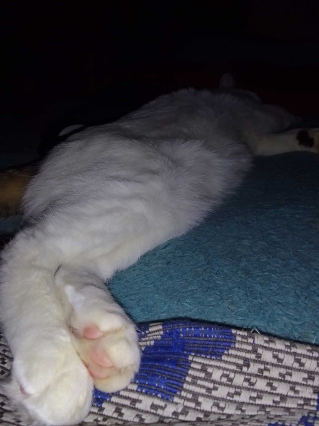 Котовторник. Февраль