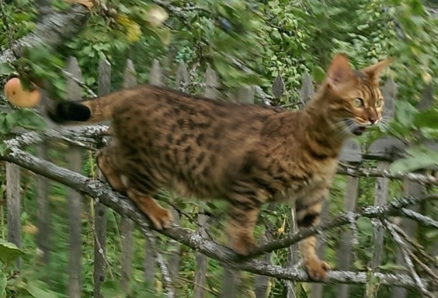 Кот и пылесос