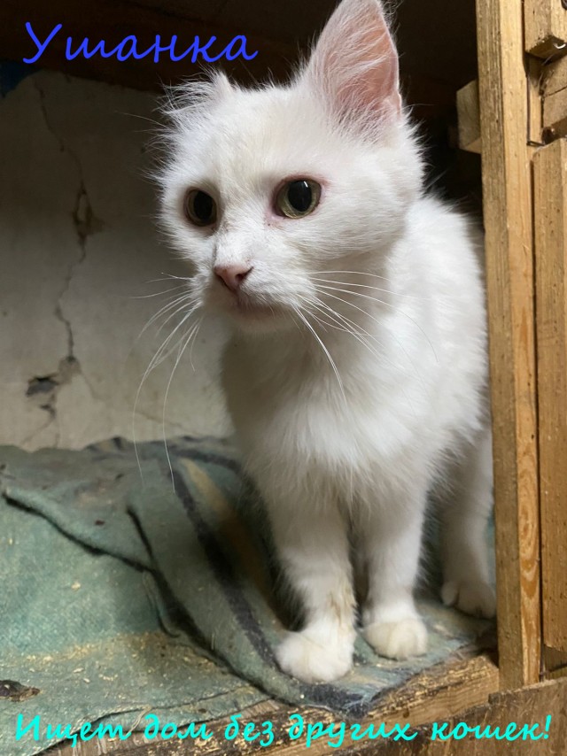 Жизнь домашнего приюта "Котоленд" 331