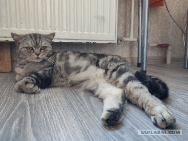 Кота не обманешь