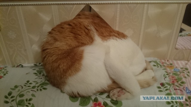 А как спит ваш кошачий?