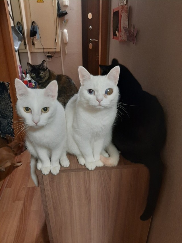 С Котовторником вас! Зовут Чеса!