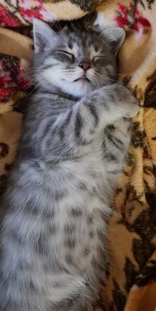 Шерстяной котовторник. Октябрь 2022