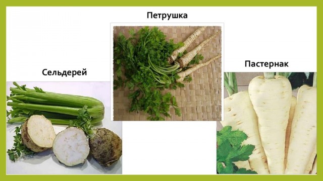 А вы добавляете в бульон корень петрушки, сельдерея и пастернака?