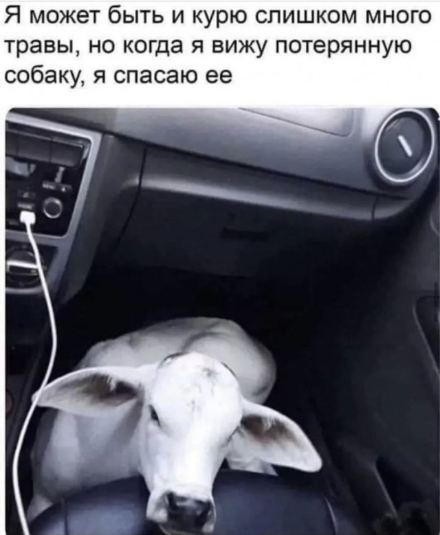 Картинок вам