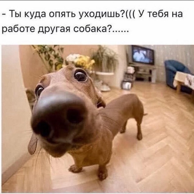 Скучаете ли вы по своим питомцам, если уезжаете или на работе?