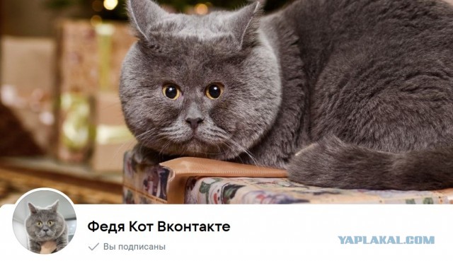 Дело о пропаже ведра сметаны раскрыто.