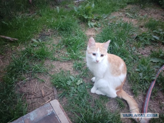 Жизнь домашнего приюта для котеек 455