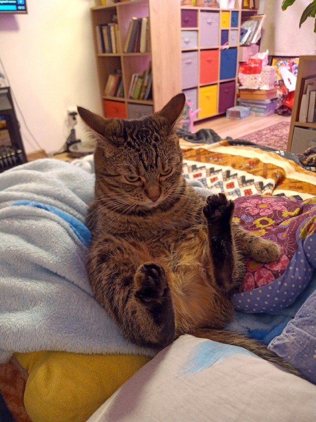 Кошачьи выкрутасы
