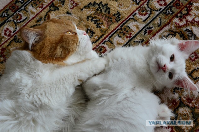 Котовторник 7.11.23
