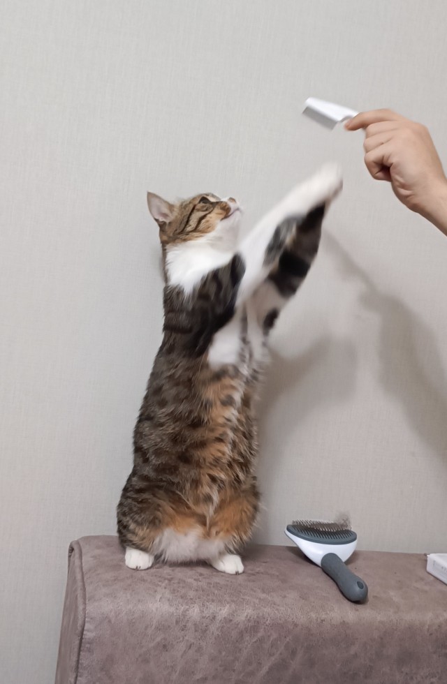 Котовторник уже пришёл?