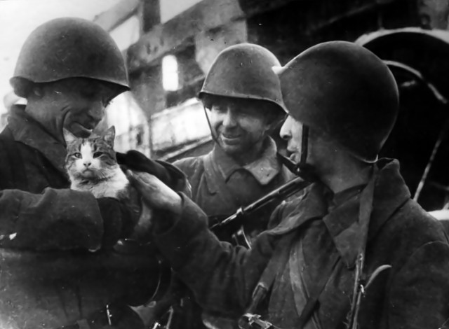 Советские бойцы с кошкой на руках в Сталинграде. 1942 год