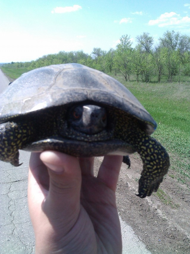 Чуть не раздавили...