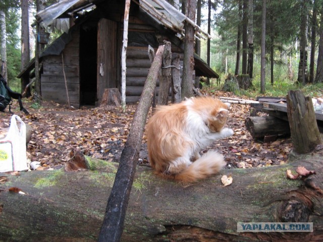Таежные домики