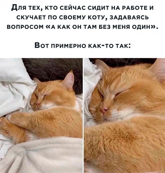 Весёлый полтишок 04.06.24