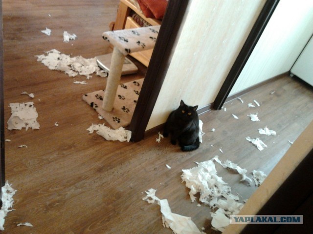 Котовторник 21.05.2013