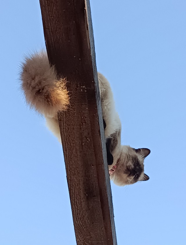 Котовторник. Мой котан