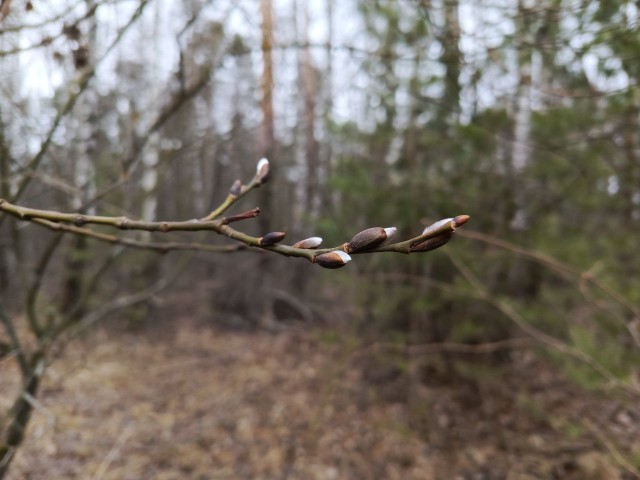 Литературная беседка