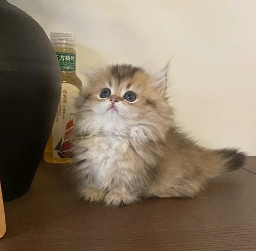 Вторник.Котики