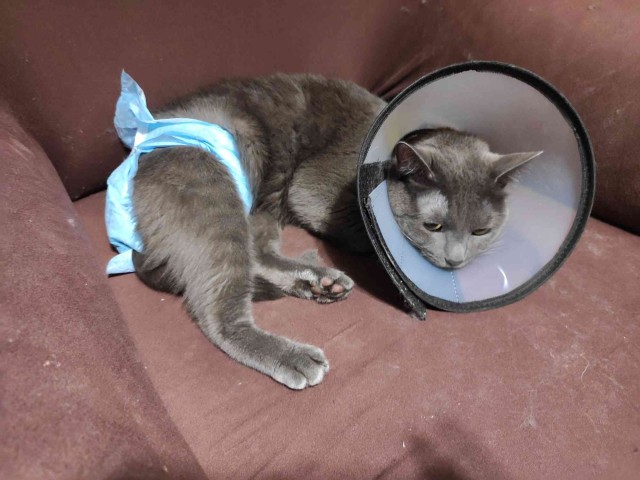 Жизнь кота