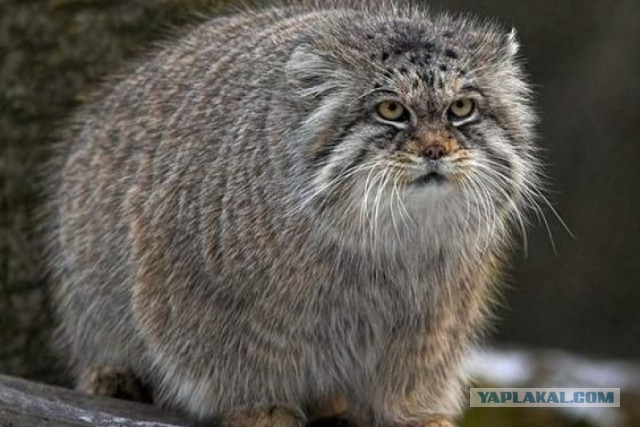Нужен совет новому кошатнику!