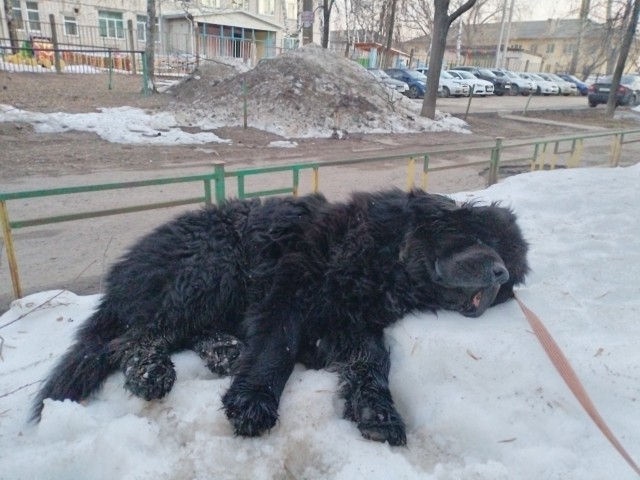 Собакочетверг же
