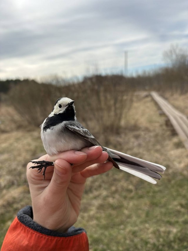 Сезон кольцевания птиц стартовал на Ладожской орнитологической станции