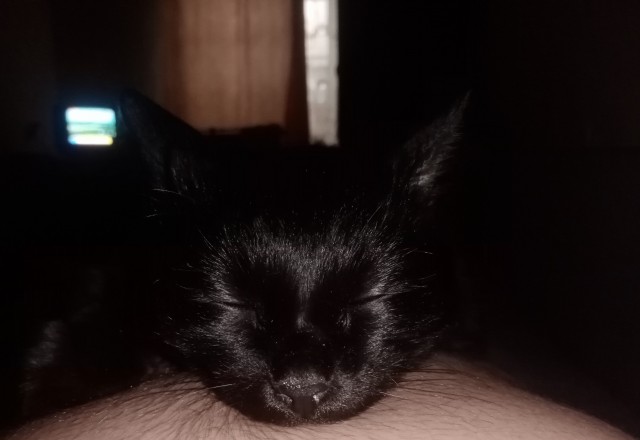 Поздравляю всех Яповцев с  котосубботой!)))