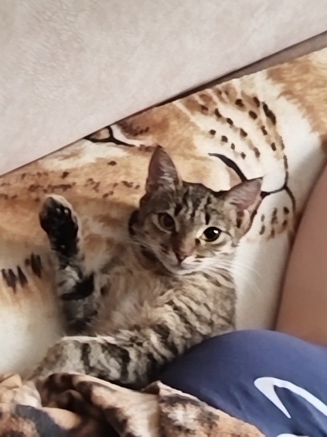 Мой котик