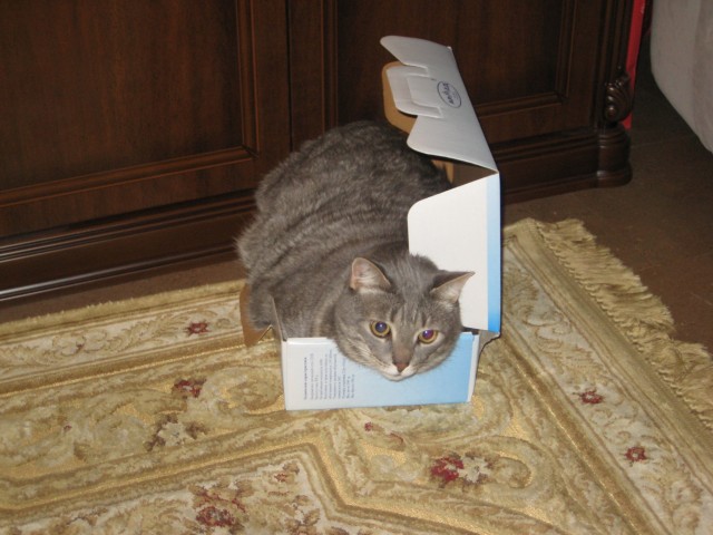 Котовторник