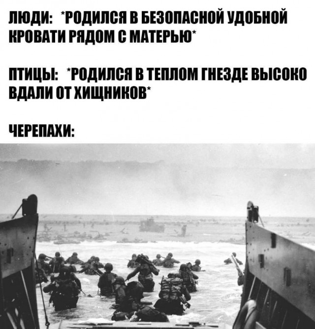 Картинки для деградации 295 (разной степени свежести)