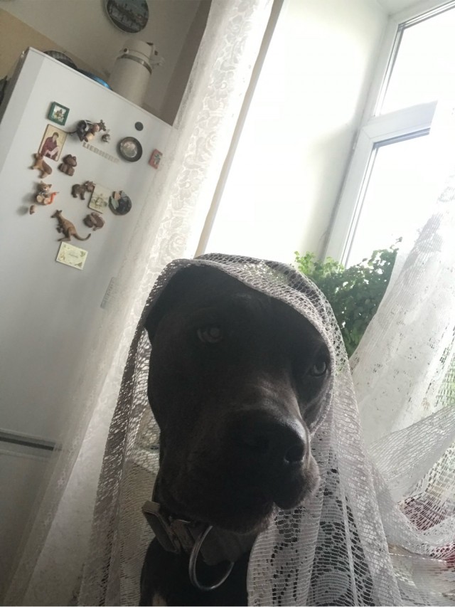 Собакочетверг . Принцесса.