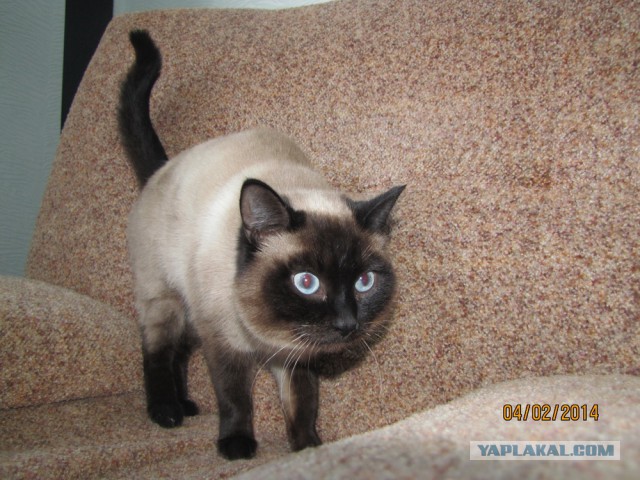 Котовторник 4.02.2014