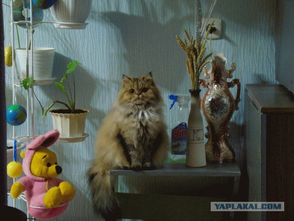 Породы кошек. Часть 1