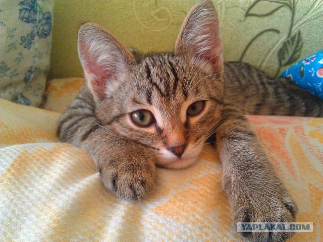 Котовторник 01.04.2014
