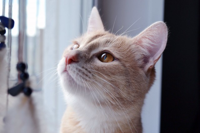 Котовторник 27.5.2014