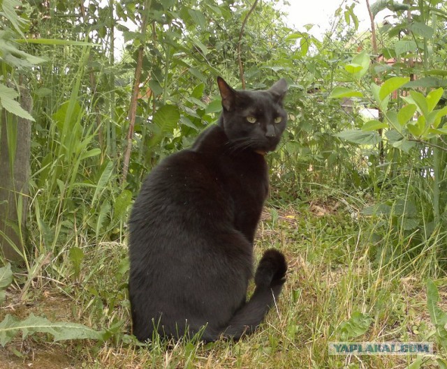 Котовторник 01.07.2014
