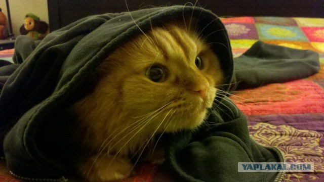 Котовторник 30.09.2014