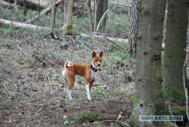 Комок счастья. Спасибо тебе, что вылечила меня..