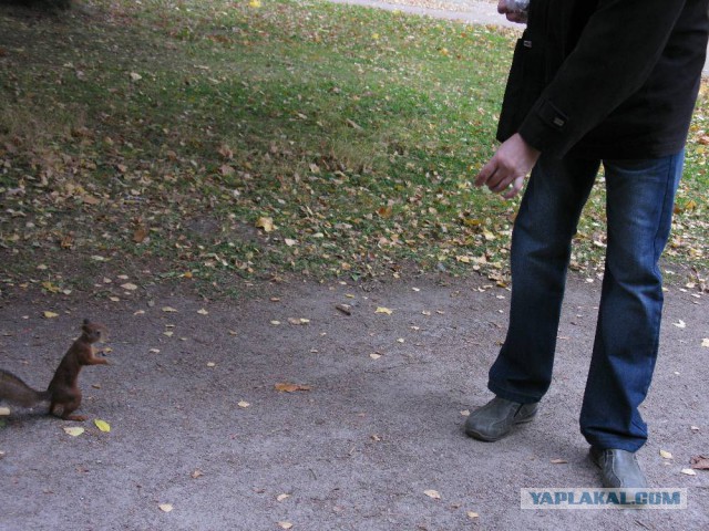 Гопота в Павловске