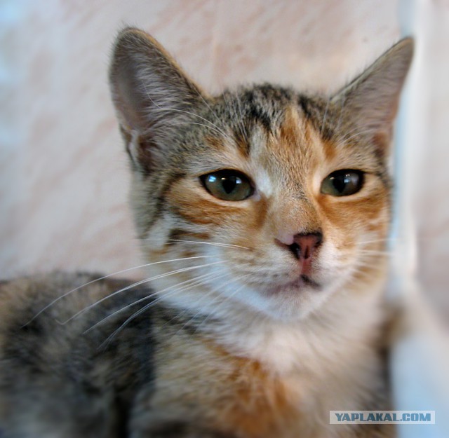 Котовторник 2.12.14