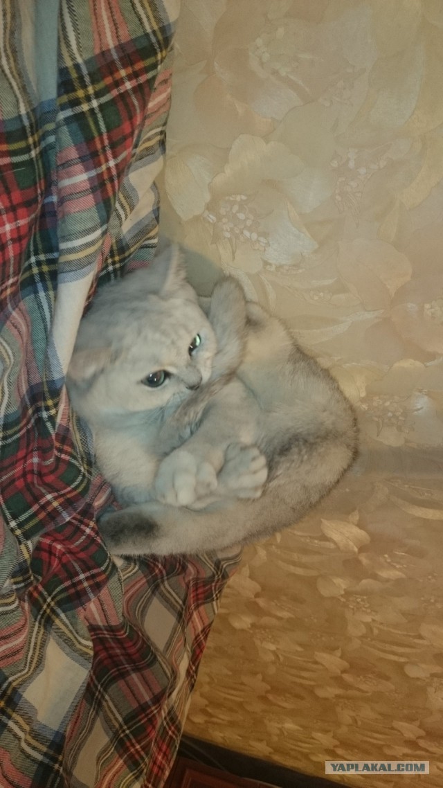 Котовторник 30.12.2014