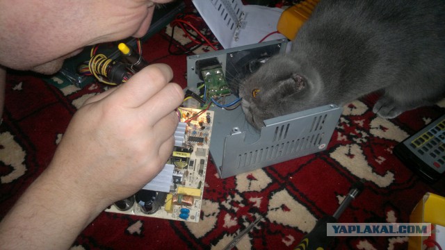 Котовторник 30.12.2014