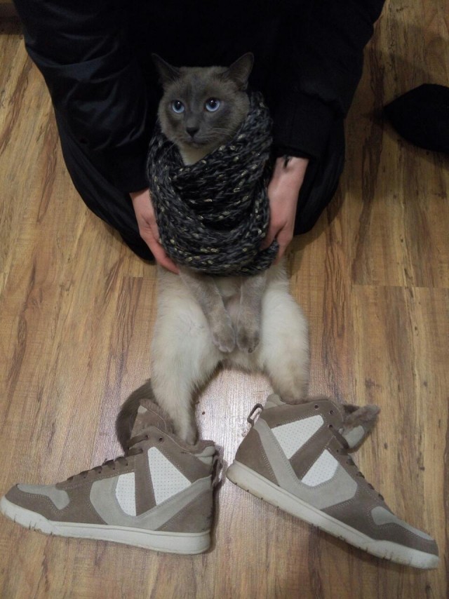 Котовторник