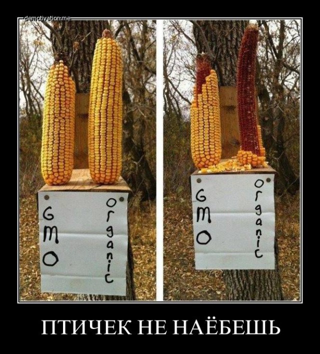 Мифы нашего времени: ГМО