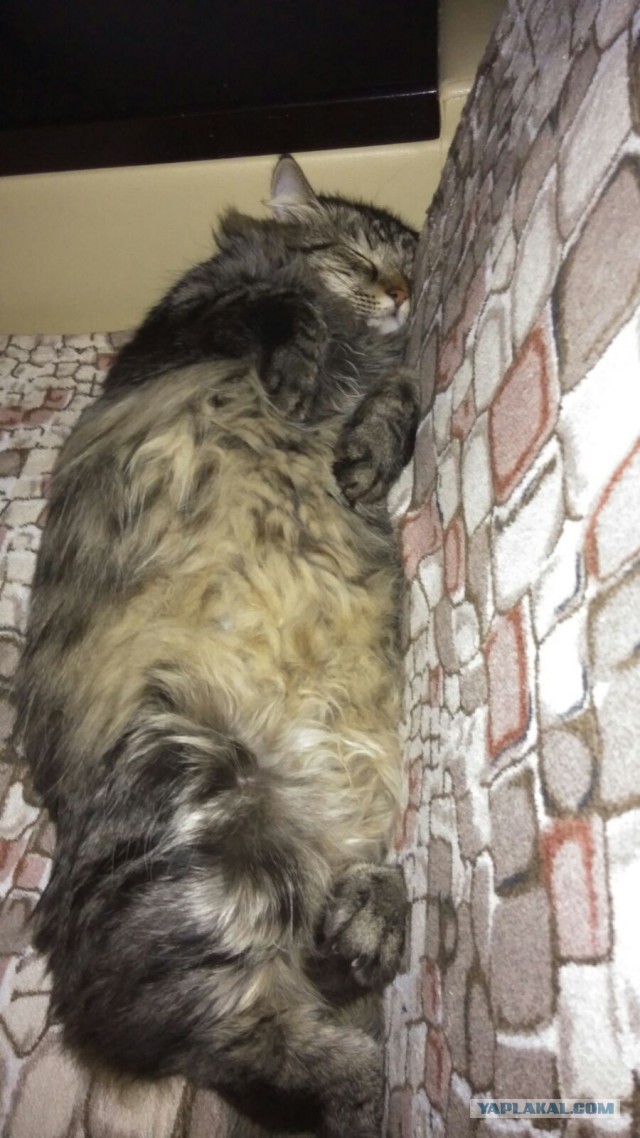 Котовторник 06.10.2015