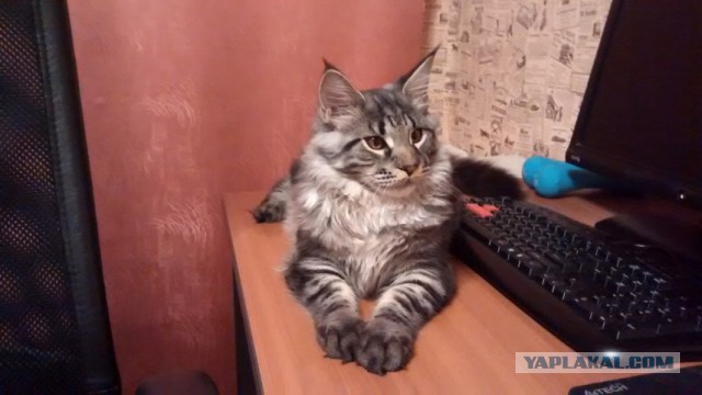Мей Кун